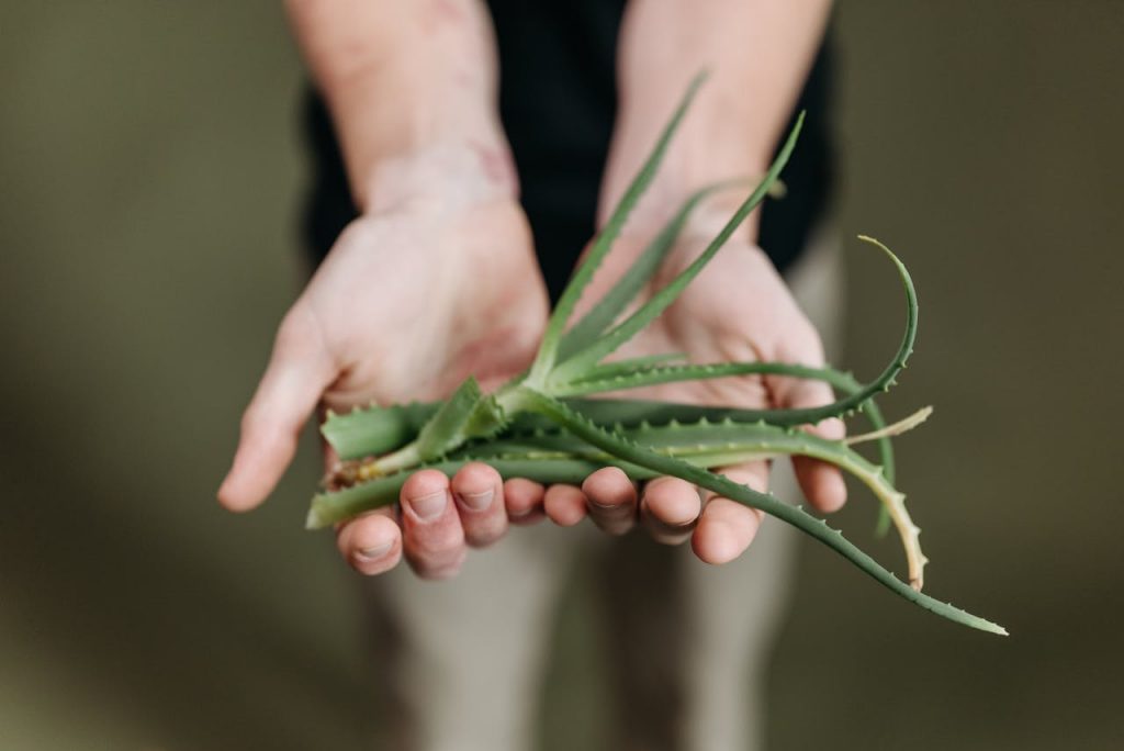 naturopathie définition