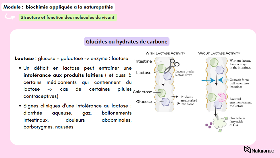 Alexandre Lefebvre - biochimie 01 - Alexandre Lefebvre