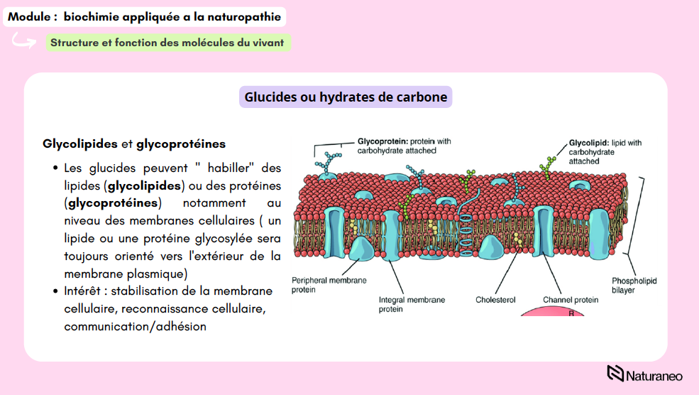 Alexandre Lefebvre - biochimie 02 - Alexandre Lefebvre