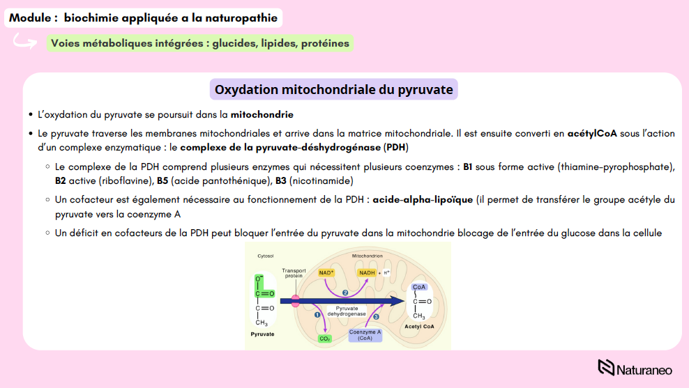 Alexandre Lefebvre - biochimie 03 - Alexandre Lefebvre