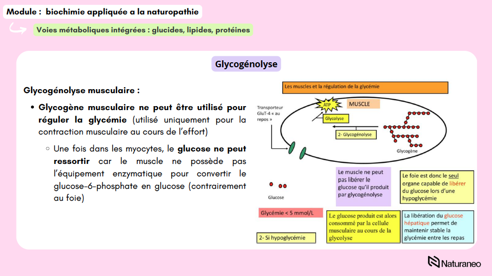 Alexandre Lefebvre - biochimie 04 - Alexandre Lefebvre