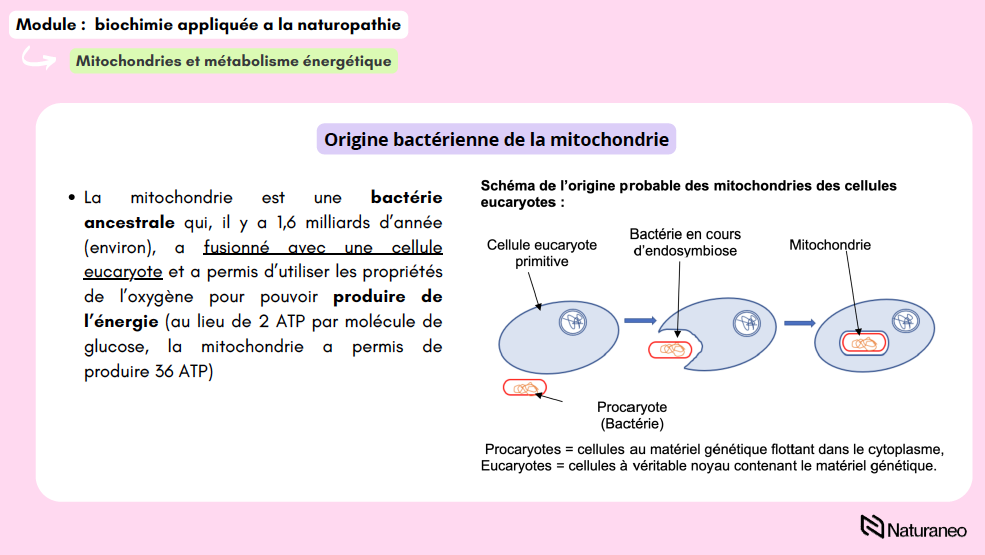Alexandre Lefebvre - biochimie 05 - Alexandre Lefebvre