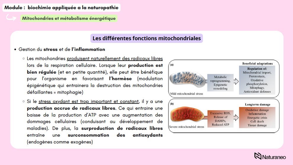 Alexandre Lefebvre - biochimie 06 - Alexandre Lefebvre