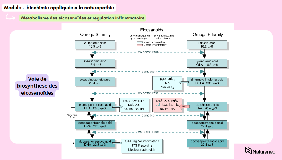 Alexandre Lefebvre - biochimie 07 - Alexandre Lefebvre