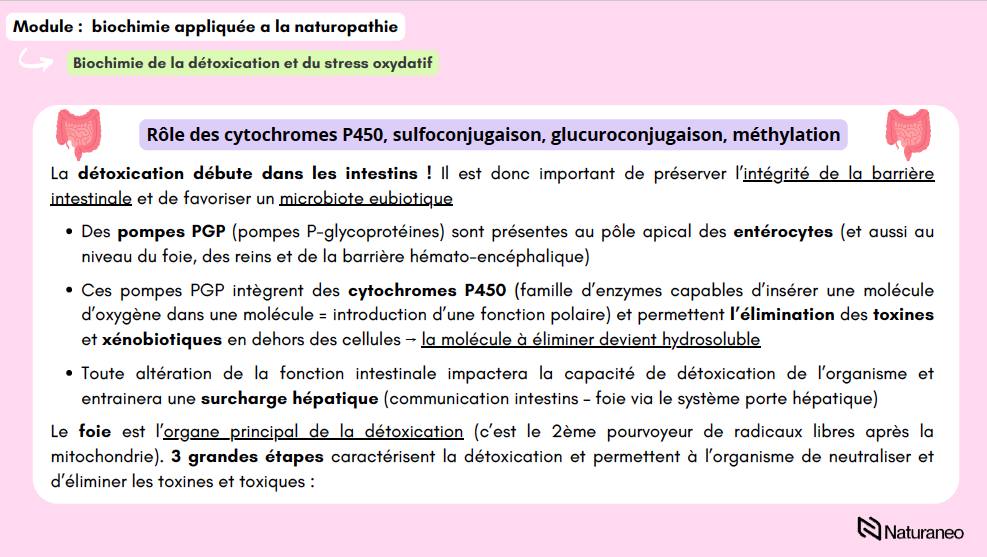 Alexandre Lefebvre - biochimie 08 - Alexandre Lefebvre