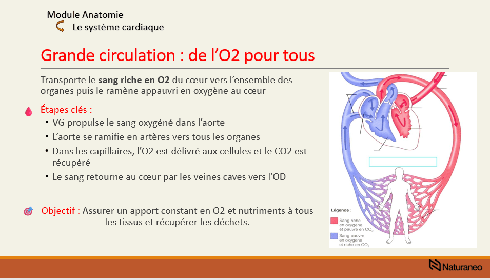 Anatomie 2 - Rémi Crognier