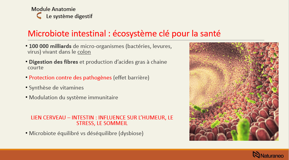 Anatomie 3 - Rémi Crognier