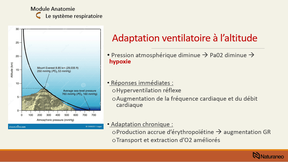 Anatomie 4 - Rémi Crognier