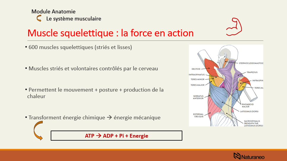 Anatomie - Rémi Crognier