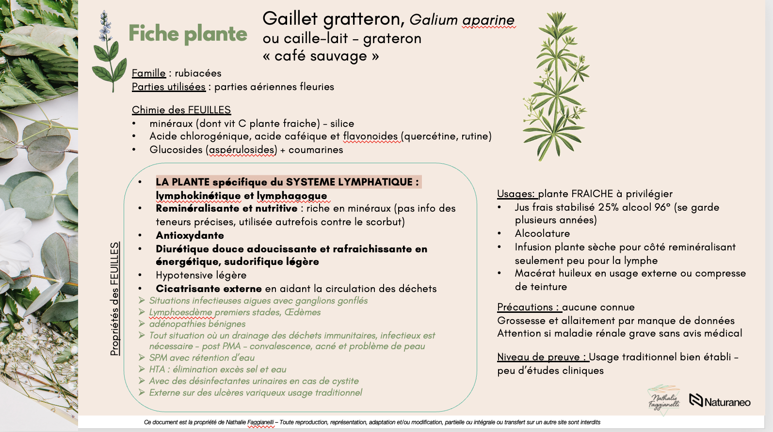 Fiche Plante - Nathalie Faggianelli