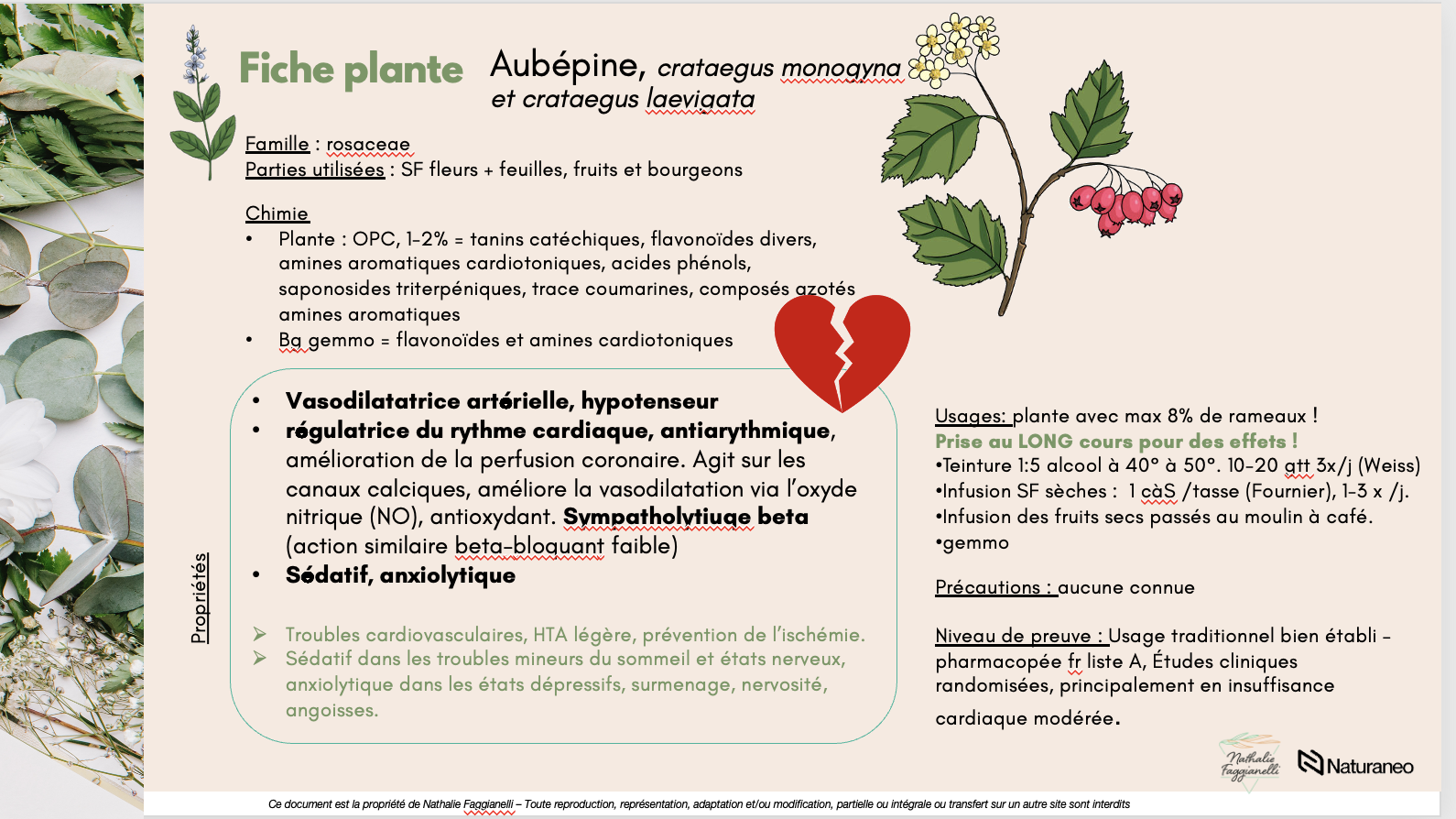 Fiche Plante - Nathalie Faggianelli