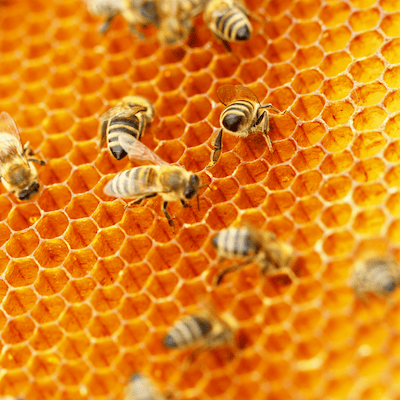 formation apitherapie