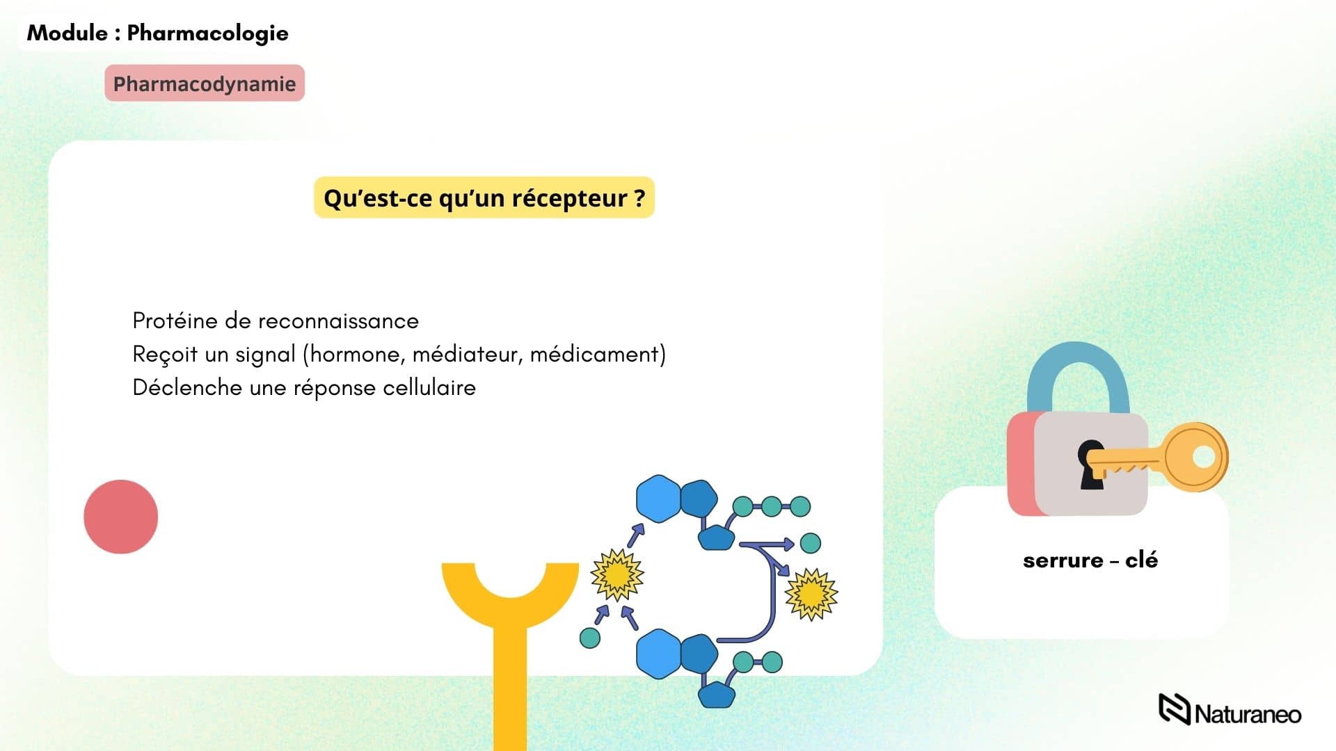 Pharmacodynamie - Charlelie Couput