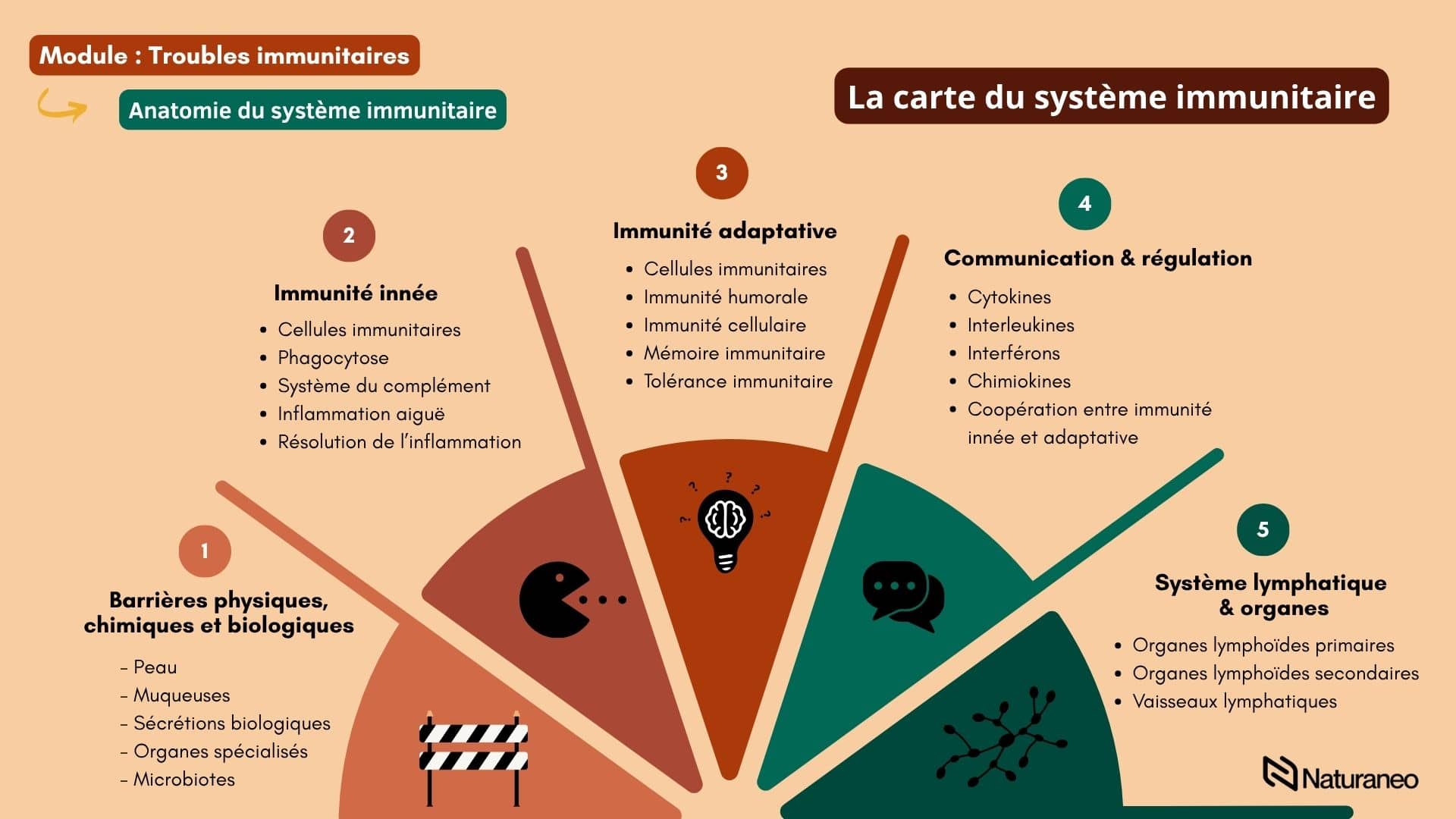 Chapitre Immunité 2