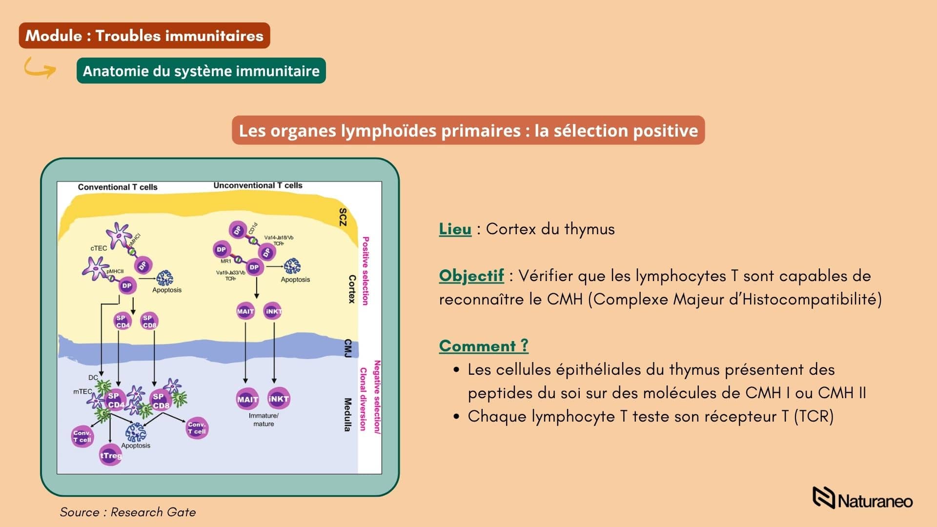 Chapitre Immunité 3